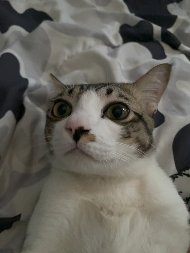 Best (ขายแมว)